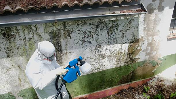 Top rated local Mold Remediation specialists in Newaygo, MI